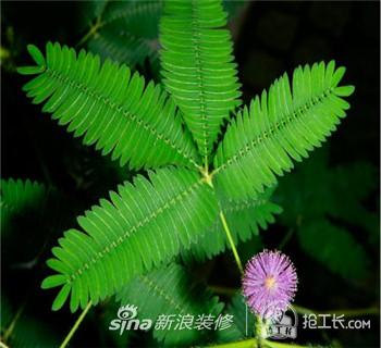 含羞草的介绍和特点  含羞草的花语是什么