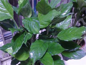 植物都有哪些  300种常见盆栽植物名称