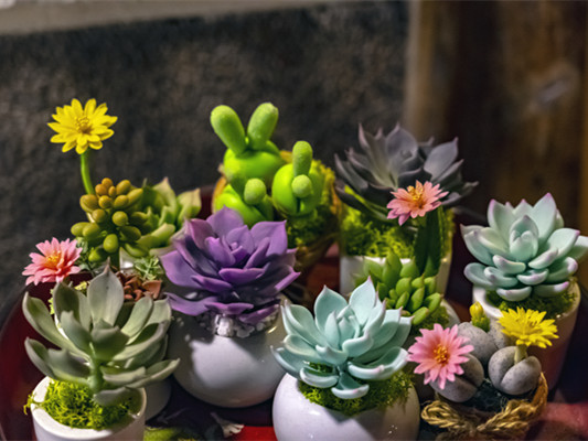 适合阳台的绿植有什么？怎样选择适合阳台的绿植？