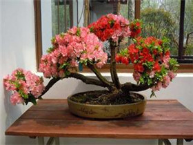 杜鹃花盆景制作方法  杜鹃花盆景制作视频