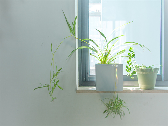 室内绿植养护误区具体有哪些？