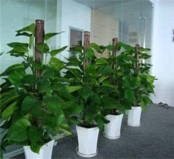 净化空气的植物排名  世界十大净化空气植物