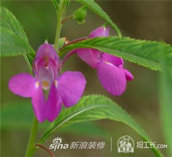 凤仙花的作用与功效  凤仙花图片