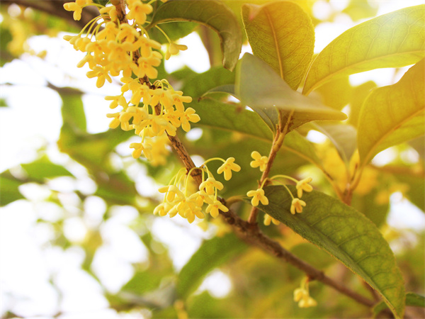 桂花适合在室内养吗？桂花养护技巧有哪些？